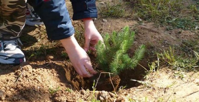 Инициатива: посадим деревья!
