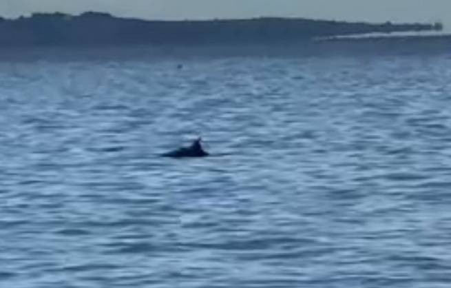 Dolphins appeared in Thermaikos this morning