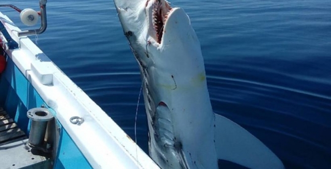 Скопелос - рыбаки выловили 7-метровую акулу!