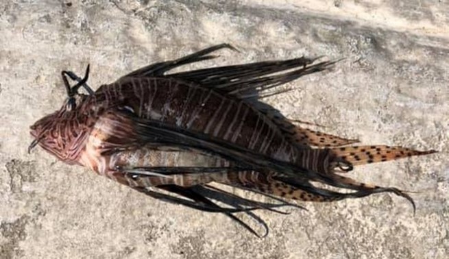 Опасная рыба-крылатка все чаще встречается в морях Греции