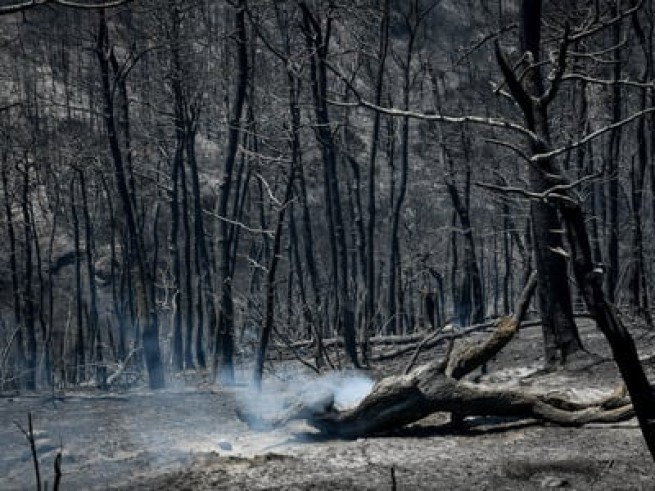 Греция: территория выжженных земель увеличилась на 500%