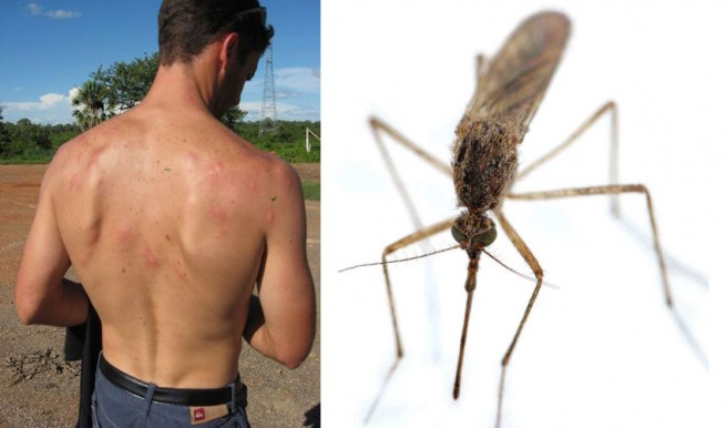 Может ли коронавирус передаваться комарами?