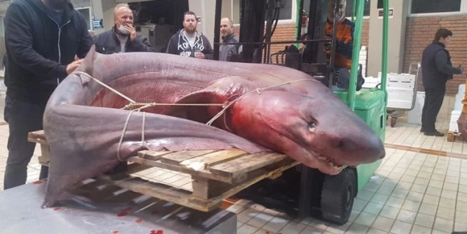Поймана акула весом 330 кг