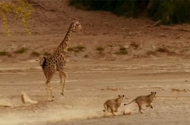 Шокирующая битва львицы и жирафа в дикой природе (ВИДЕО)