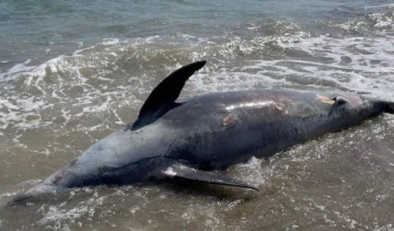 Мертвого дельфина обнаружили на пляже в Лаконии