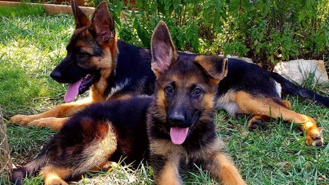 Кардица: вознаграждение 2000 евро за информацию об убийцах собак