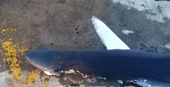 Раненую акулу нашли у берегов Крита