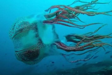 В Новой Гвинее обнаружили гигантскую медузу, как полагают ученые -  новый вид