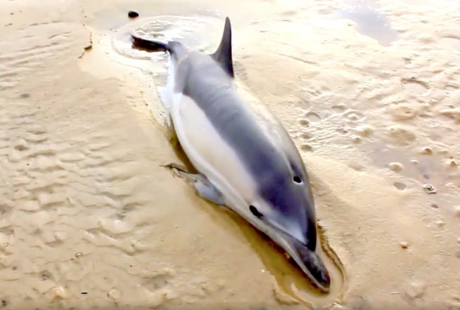 Дельфин напугал купальщиков на Крите