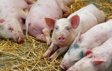 Греция: Усиление ветеринарной службы в связи с борьбой с африканской чумой у свиней