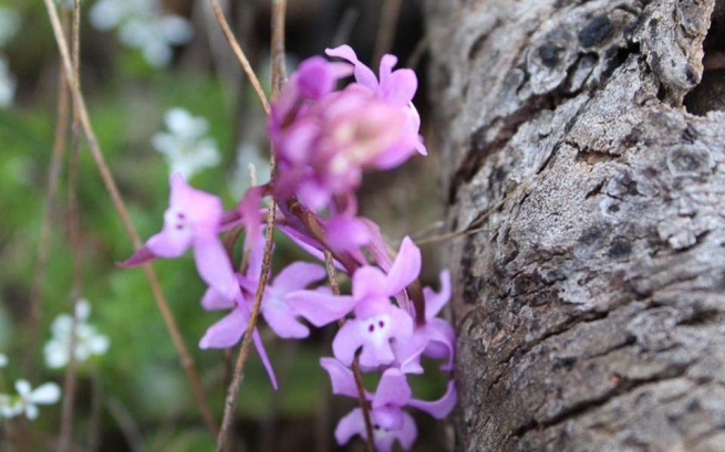 Дикорастущие орхидеи Пиндоса под угрозой из-за популярного напитка