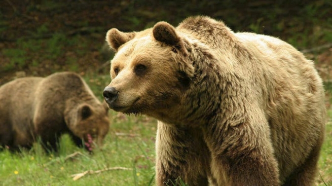 Мицос, самый старый медведь в Греции, умер от старости