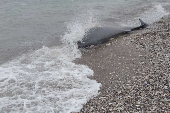Мертвого кита выбросило на берег острова Родос