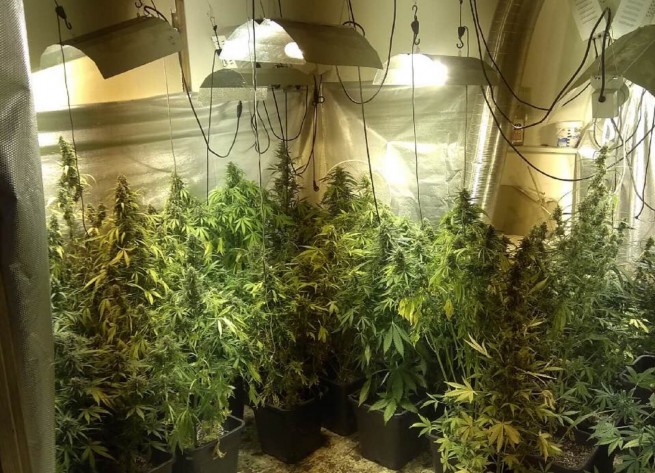 Полиция за выращивание конопли марихуана боль