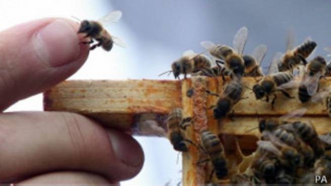 Великобритания: итальянские пчелы стали нелегалами