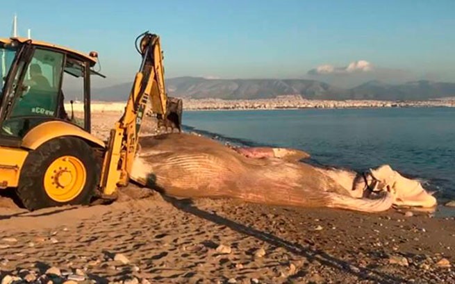 Мертвый кит найден плывущим у Пирея