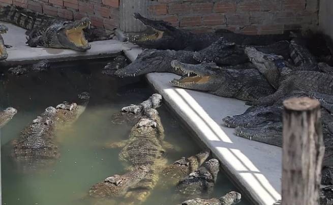 Фермер, выращивающий крокодилов, упал в вольер с 40 хищниками