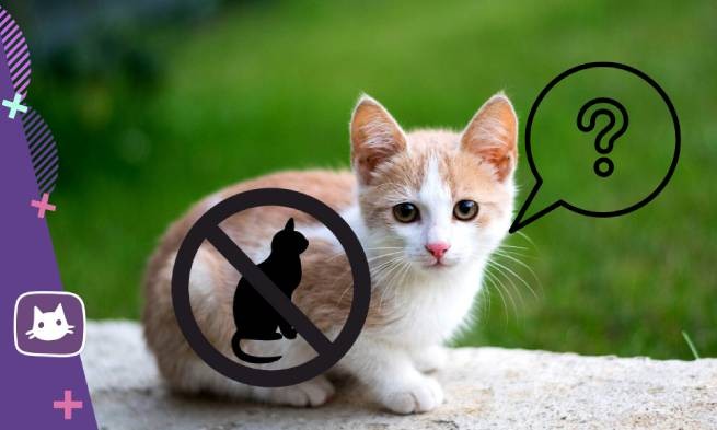 Австралия: прогулки кошек под запретом