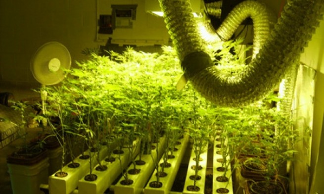 Житель Салоников воровал электроэнергию, чтобы выращивать марихуану