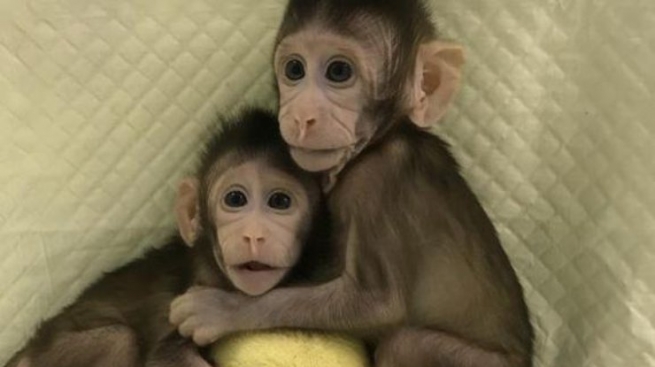 Генетики из Китая клонировали обезьяну - люди на очереди?