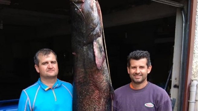 В Греции поймали 84-килограммового сома