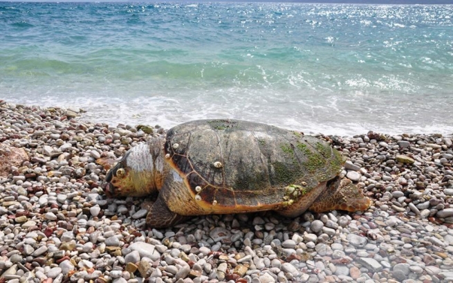 Наксос: 10 обезглавленных черепах были обнаружены на пляже. Защитники бьют тревогу