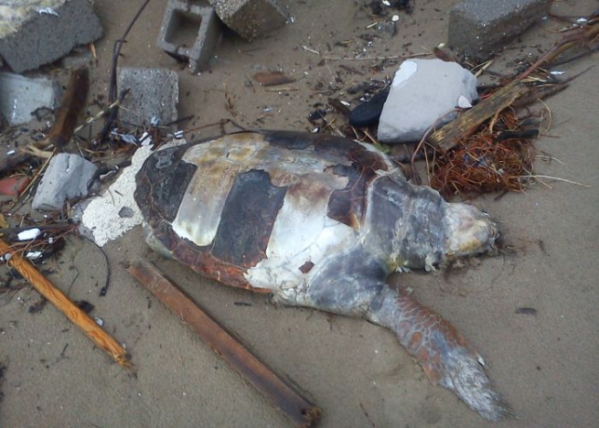Европейский суд осудил Грецию за гибель черепах карета-карета
