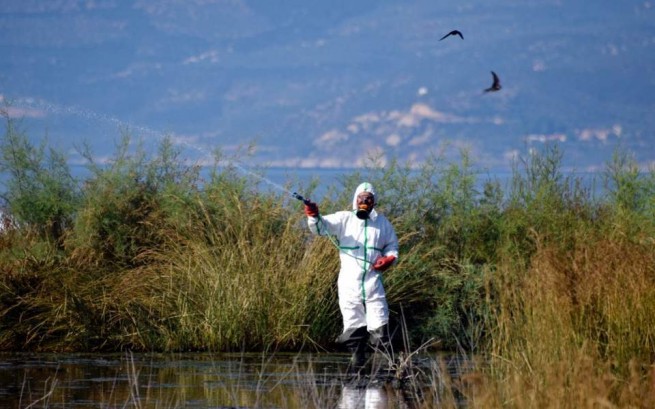 Эпидемии кори и вируса Западного Нила в Греции пошли на спад