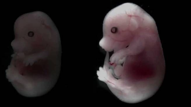 Искусственные эмбрионы из... стволовых клеток обезьян