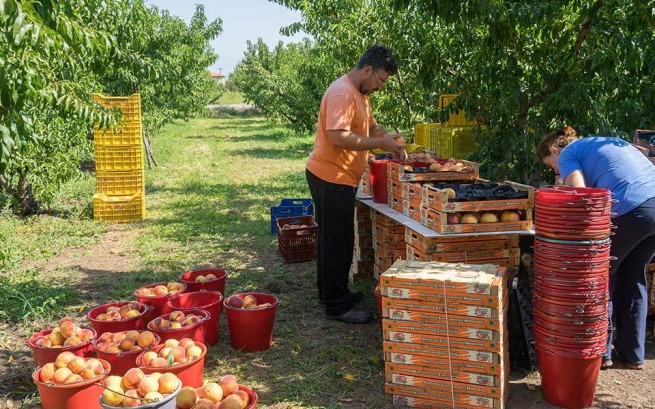 США удваивает пошлины на импорт греческих персиков.