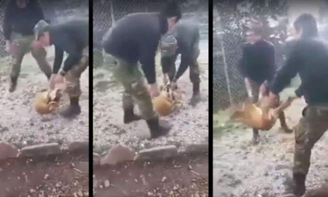 В Греции солдаты сбросили бродячую собаку с обрыва