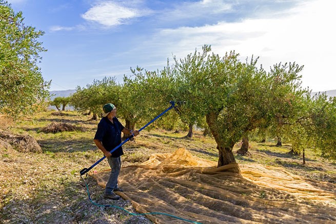 Всемирное потепление угрожает греческим оливкам