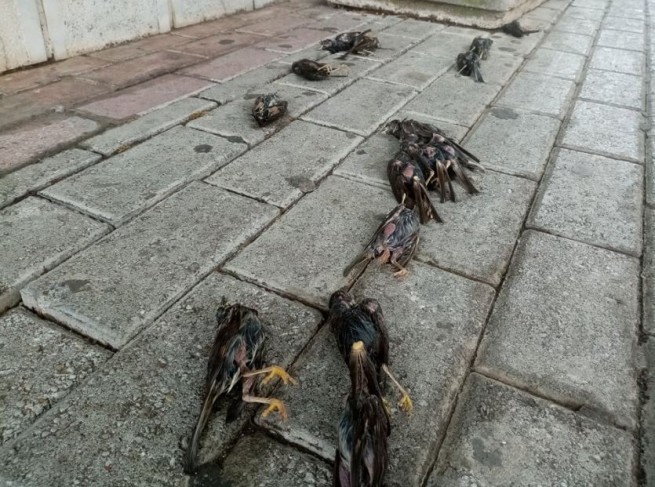 Циклон Талиа: десятки мертвых птиц на улицах Халкиды