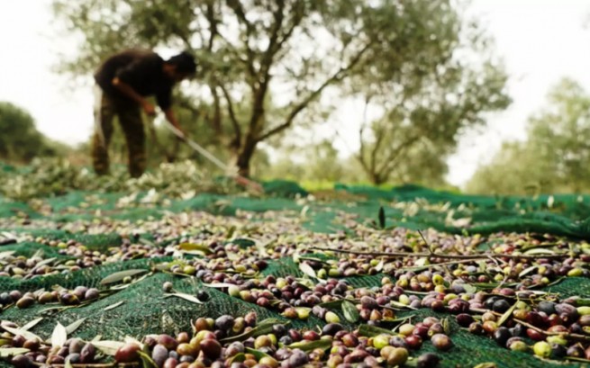 Оптимизм в отношении производства оливкового масла в этом году. Цена постепенно падает
