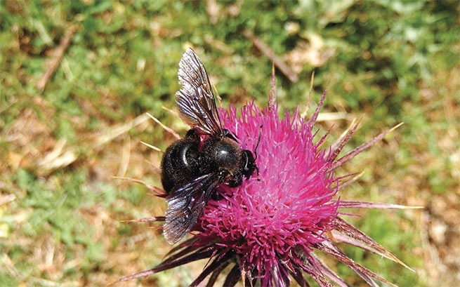 Xylocopa, или пчела-плотник, является одним из местных диких видов пчел Греции, но находится под угрозой из-за чрезмерного выпаса скота и чрезмерного сбора меда.