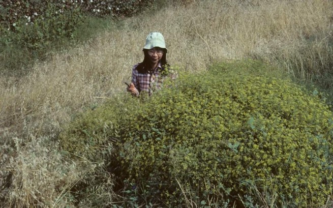 Ботаник, составляющий каталог греческой флоры: Аморгос - это жемчужина Киклад