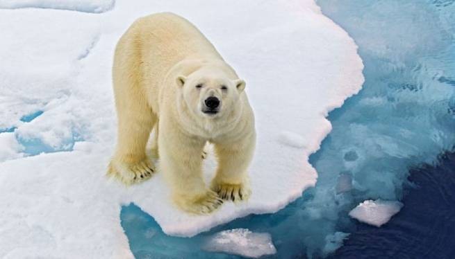 Арктика: моржи и белые медведи вернулись к привычному образу жизни