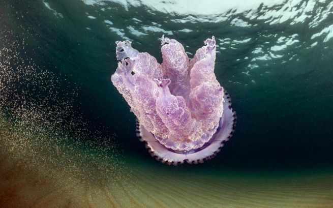 Коринфский залив наводнили медузы