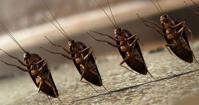 Тараканы наводят ужас на жителей Греции