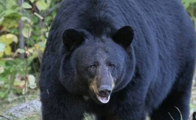 Во флоридский Диснейленд наведался медведь, пришлось закрыть 11 аттракционов (видео)