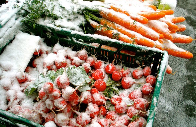 Рост цен на продукты: овощи вымерзли из-за снега и морозов