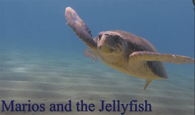 Морская черепаха Мариос — злейший враг медуз Наксоса (видео)
