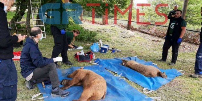 Диких медведей вернули в естественную среду обитания