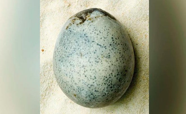 Это самое старое из известных яиц, которое сохранилось естественным образом в течение 1700 лет