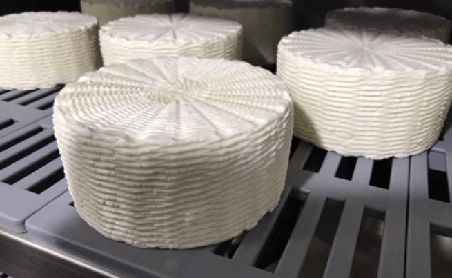 Впервые в Греции изготовили сыр из непастеризованного коровьего молока