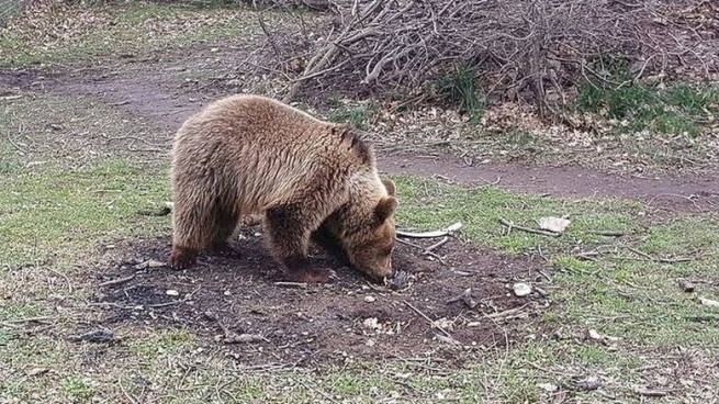 Паника в Касторье: медведь вырыл покойника из могилы