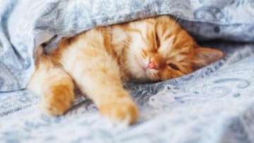 5 секретов хорошего сна в жару от сомнолога