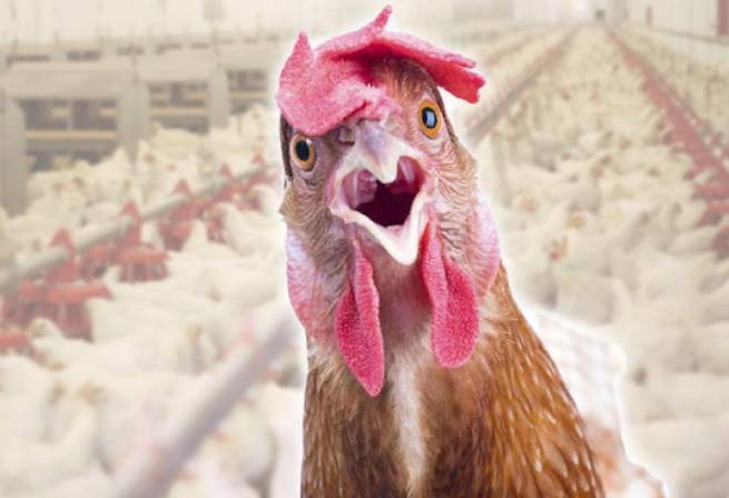 Дорогая моя курочка: рост цен на производство мяса птицы