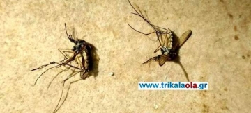 Греция: агрессивные комары-гиганты атакуют
