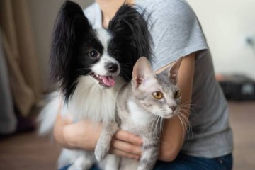 Опрос: владельцы кошек или собак заботятся о своих любимцах больше